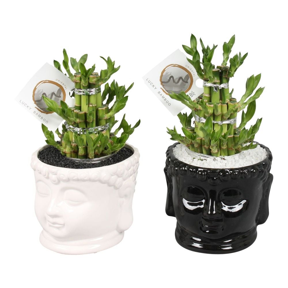Bambus, Lucky Bamboo Zen, 3 nicele, H 25 cm, Ø ghiveci 15 cm