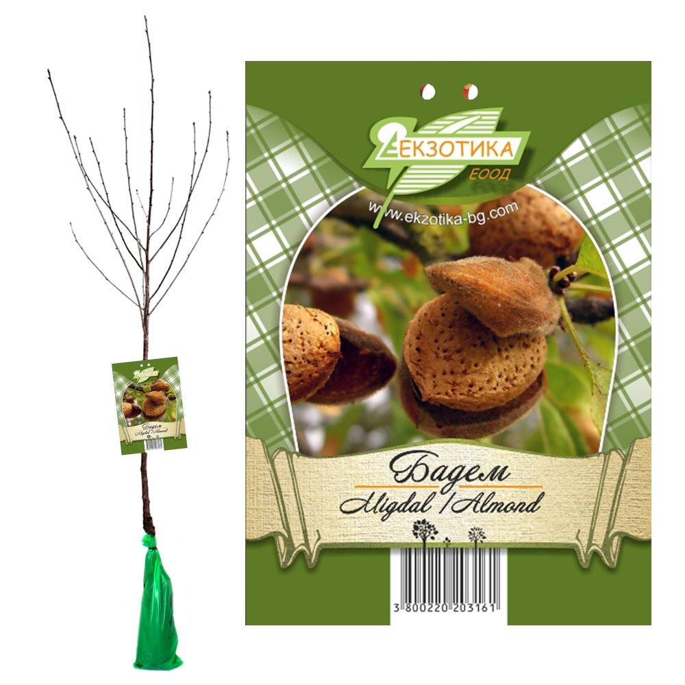 Pom fructifer migdal Redjo, H 121-150 cm, maro
