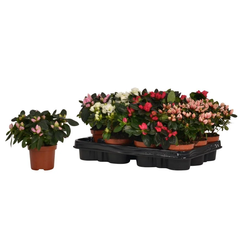 Planta de exterior cu flori, Azalea, H