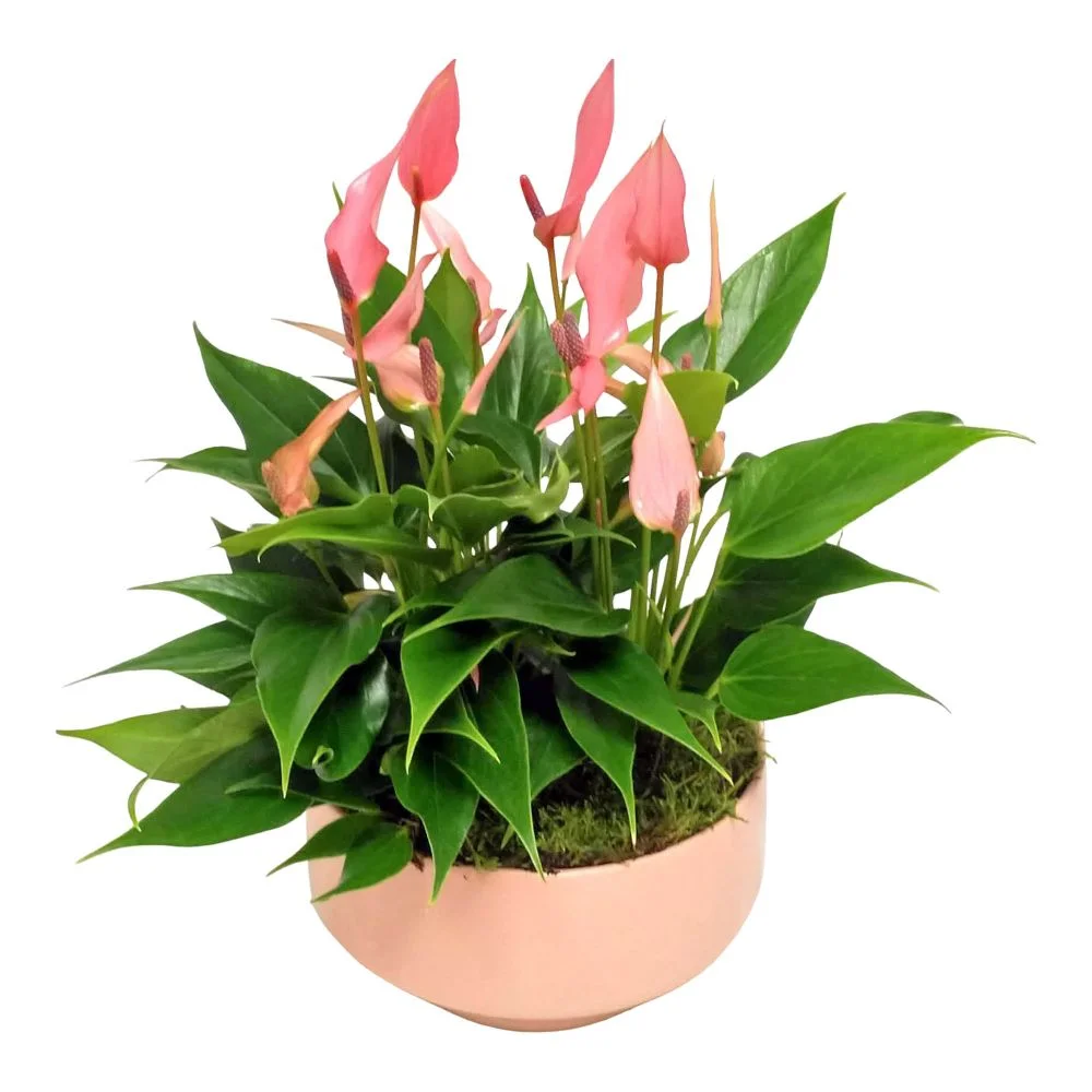 buy anthurium Anthurium Crystallinum – Lost in the Forrest main image 0