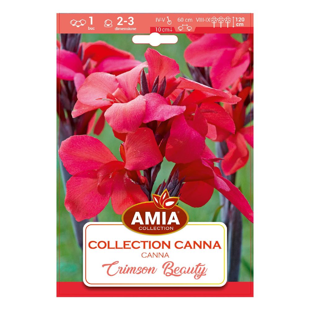 Bulbi Di Canna Indica - 5 Pezzi, Per Fioritura Precoce, Da Balcone, Giardino O Serra, Piante Tappezzanti