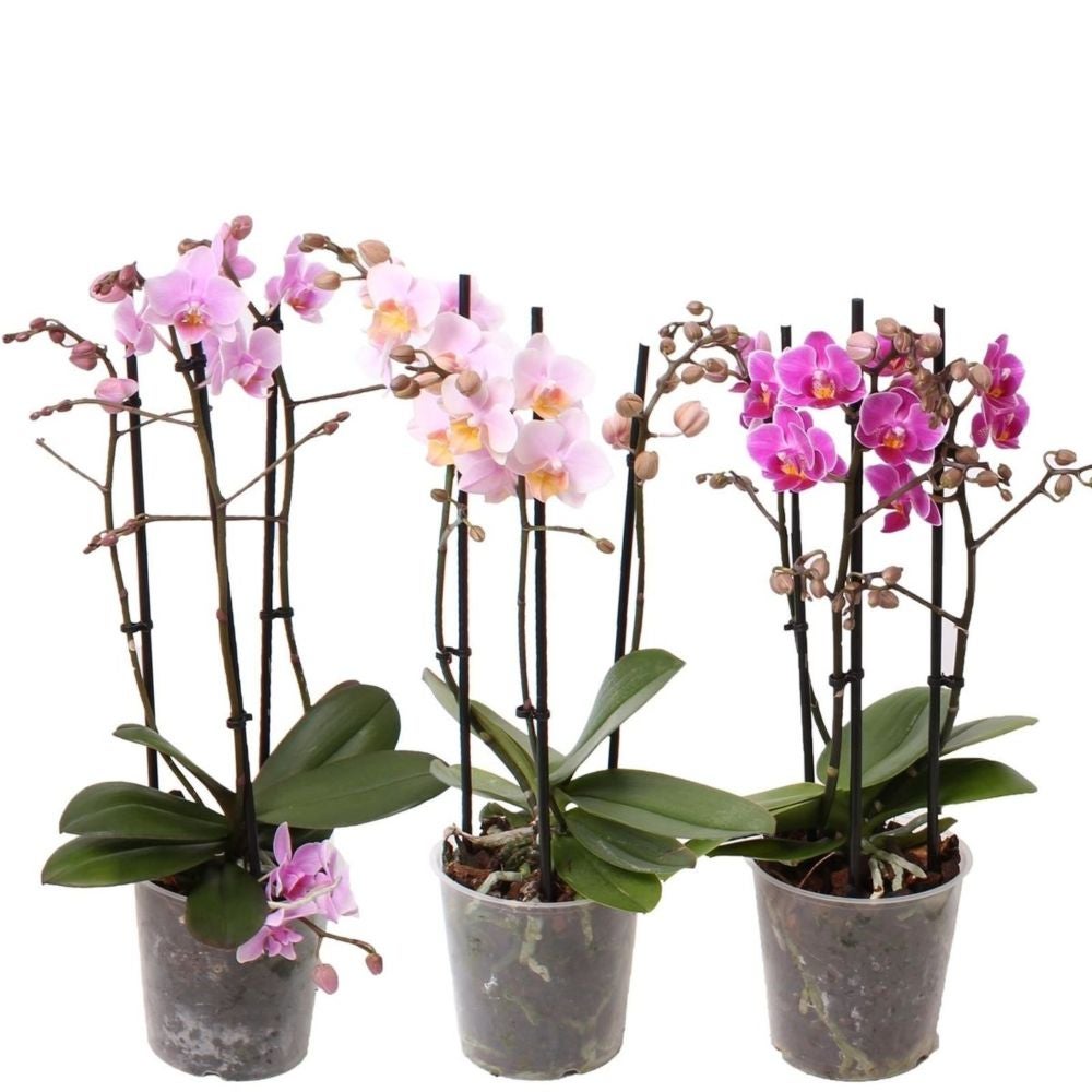 Plastia Vaso Per Orchidee Triola – Verde Chiaro – 38x13 Cm – Design Ondulato Per Interni/Esterni