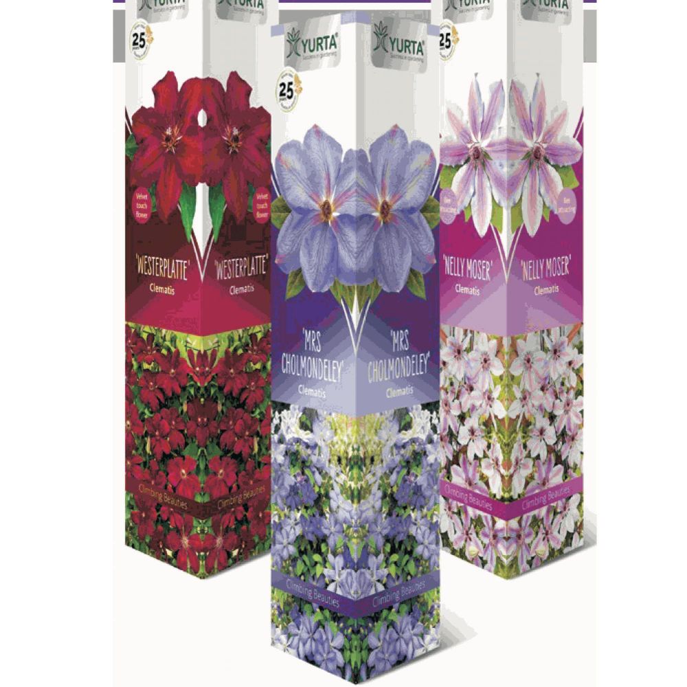 Arbore Decorativ Clematis 40 Cm Diverse Specii Culori