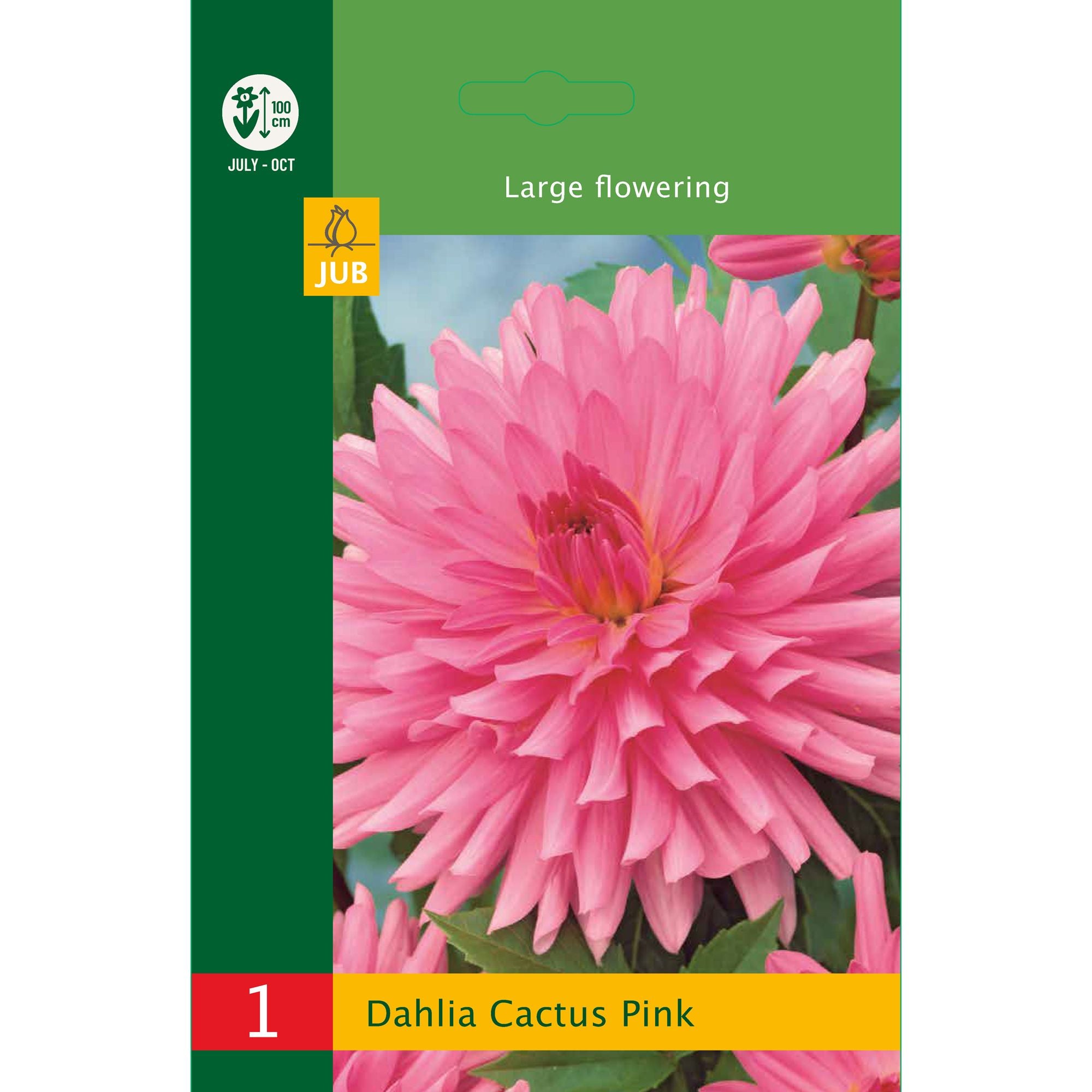 Bulbi Dalia Cactus Roz
