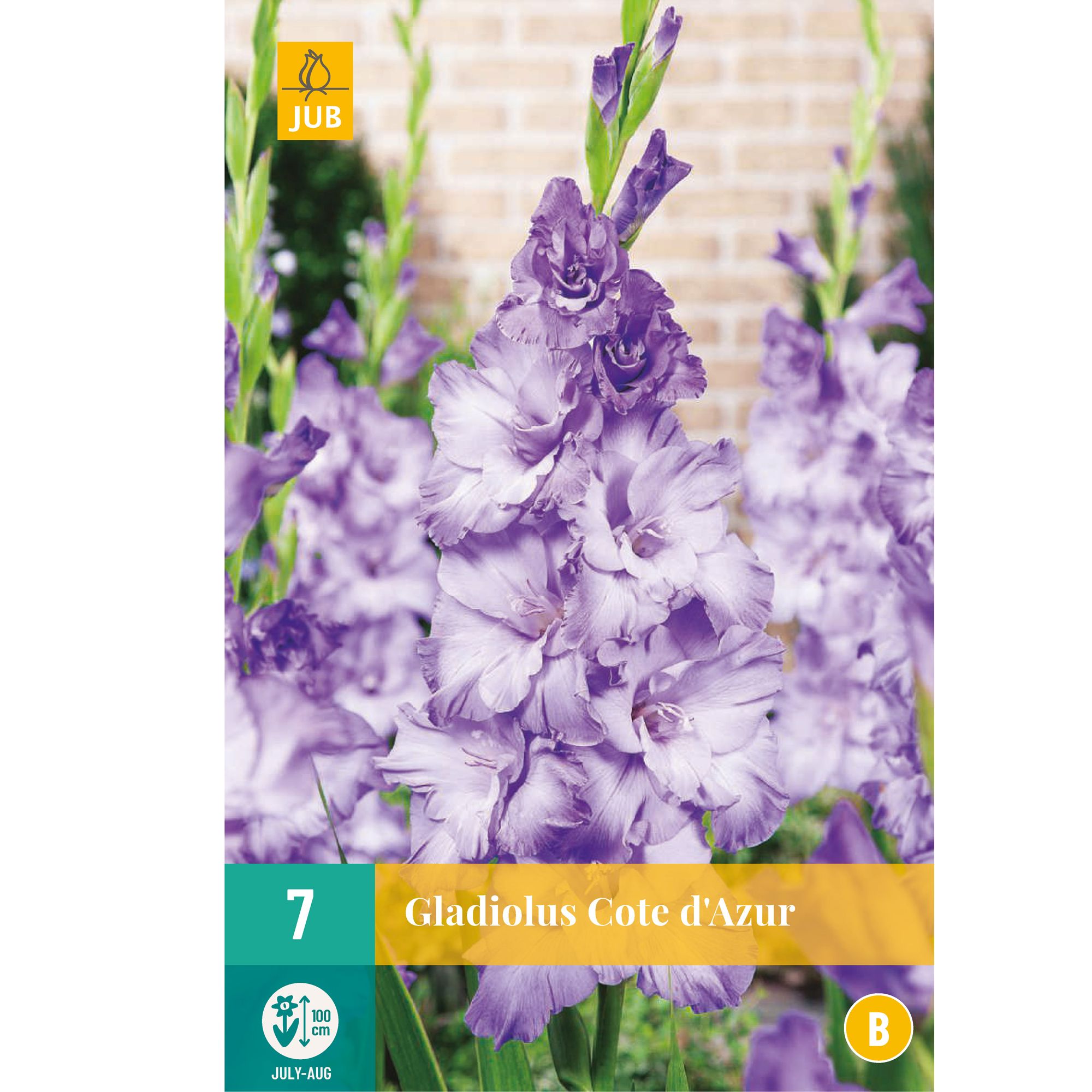 Bulbi Gladiole Cote Daz