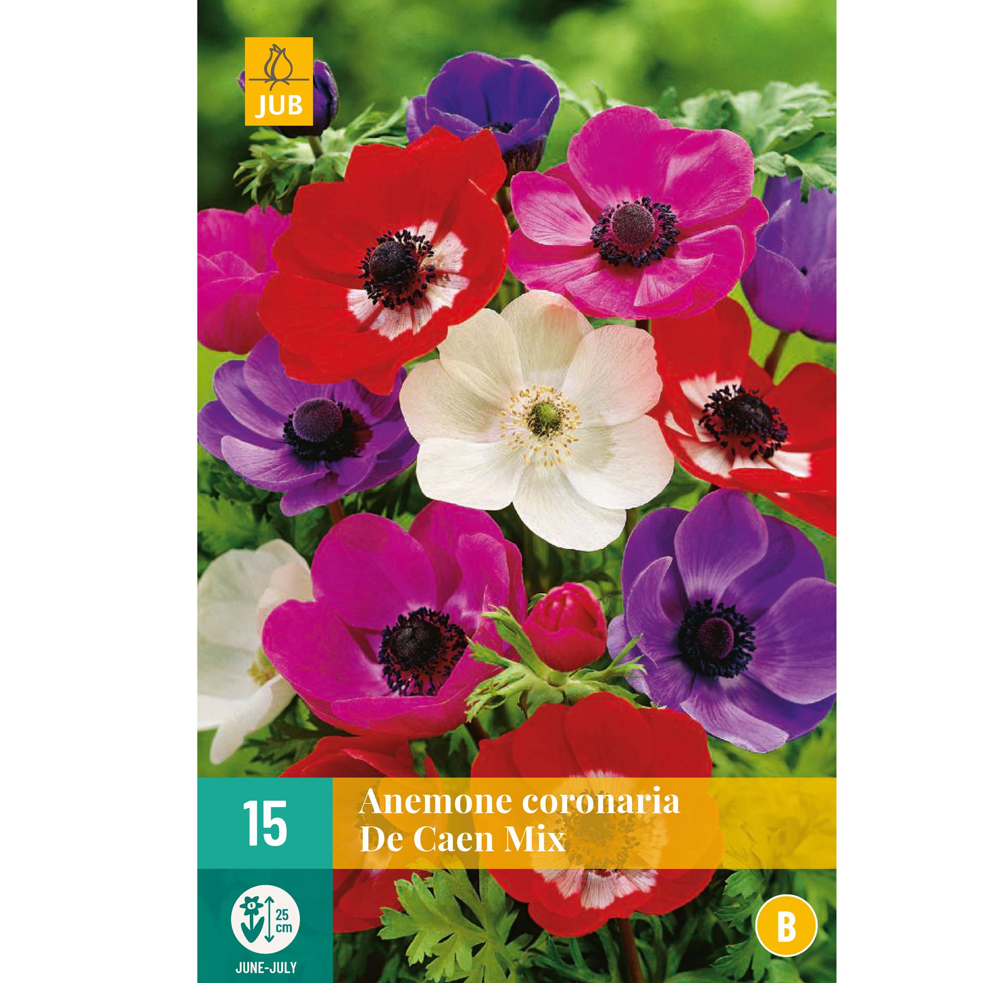 Anemone Coronaria De Caen