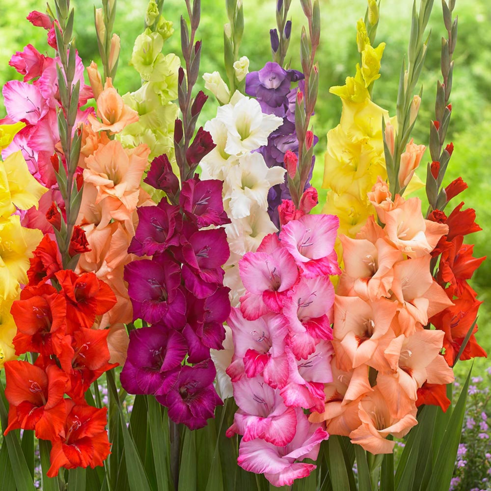 Bulbi gladiole Grandiflora Mixed, multicolore (7 buc)