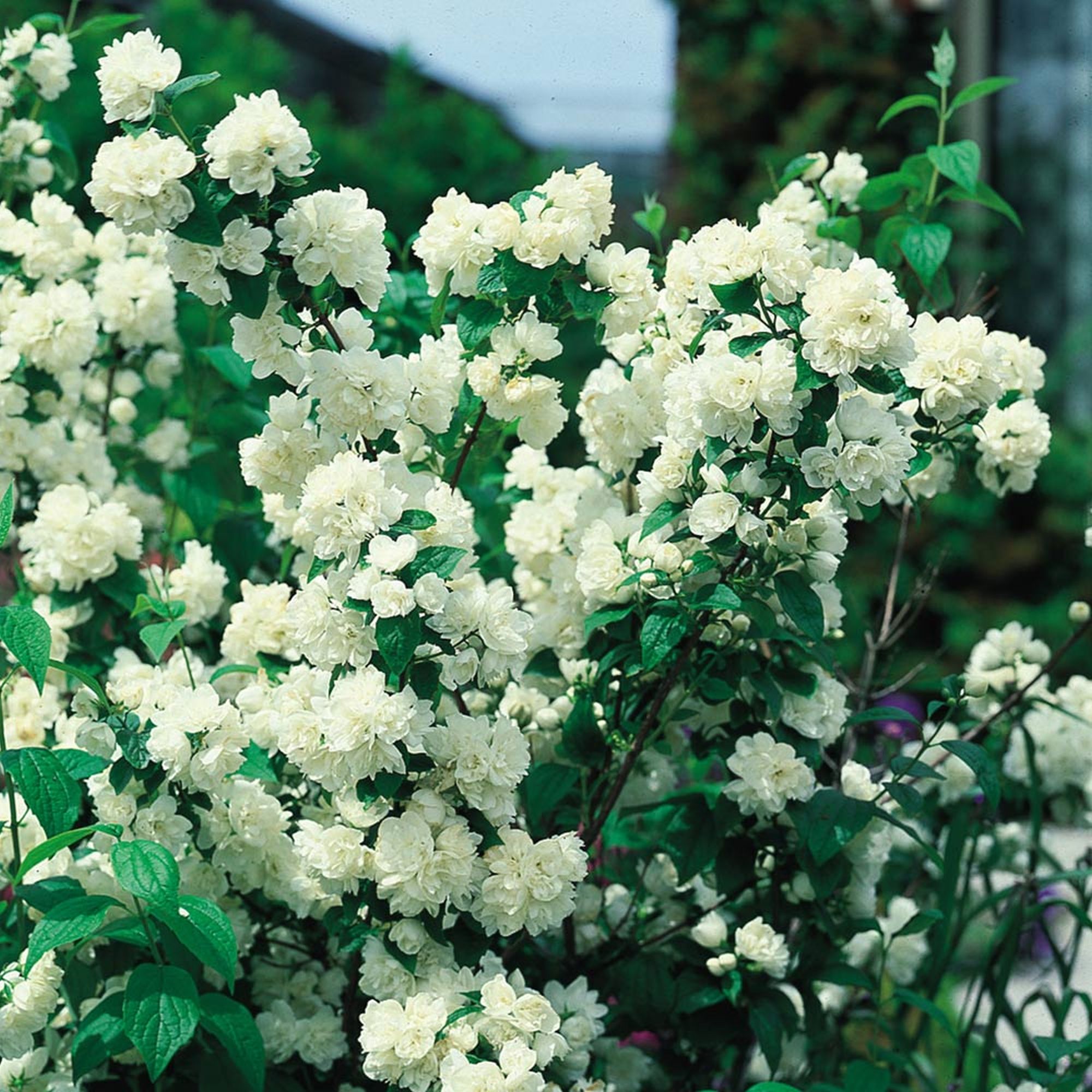 чубушник сорта описание. чубушник венечный комсомолец. чубушник жирандоль. чубушник сорта описание. чубушник сорта описание.