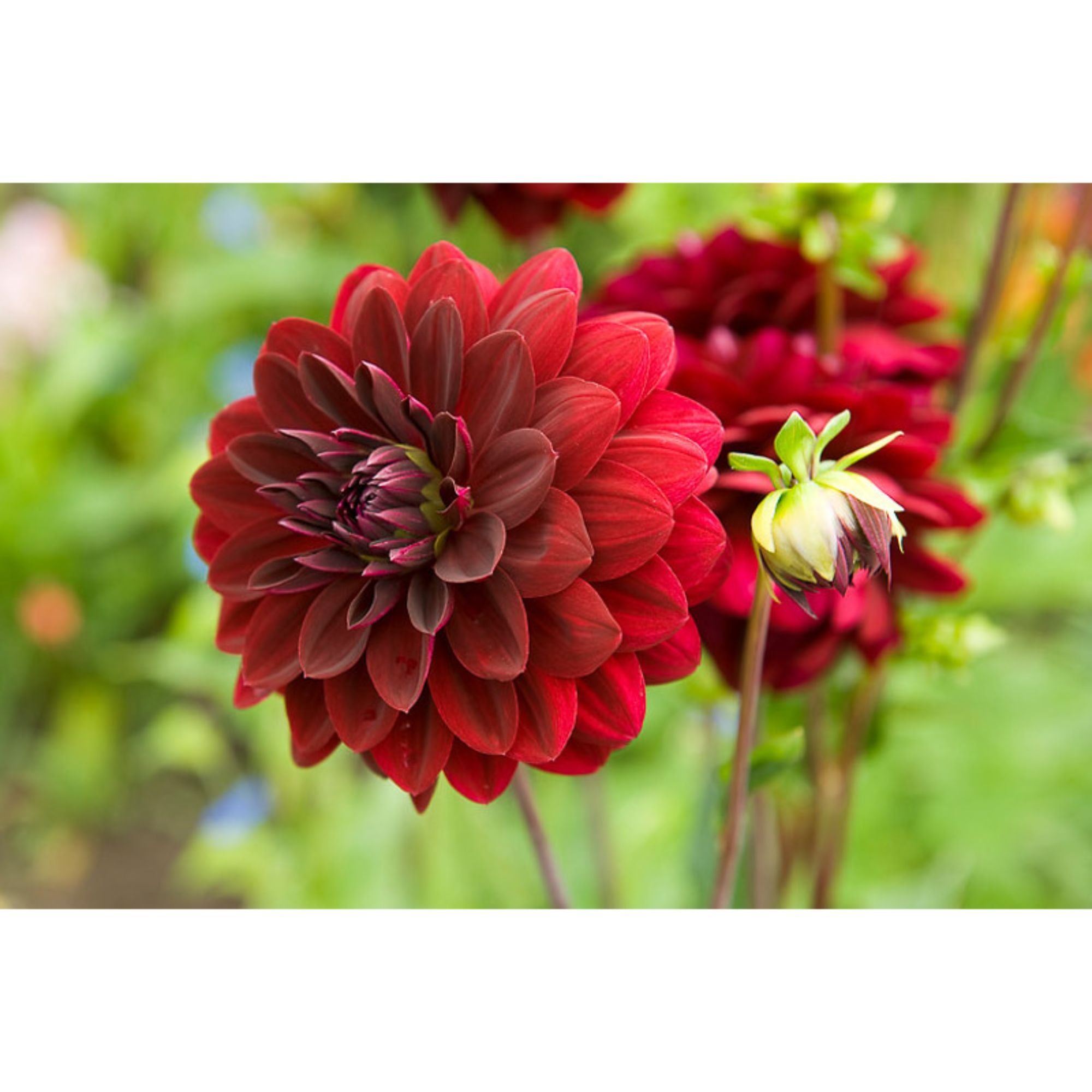 Георгины фото. Георгина Арабиан Найт. Георгин Dahlia Tirza. Георгин Arabian Mystery. Георгина Арабиан Мистери.