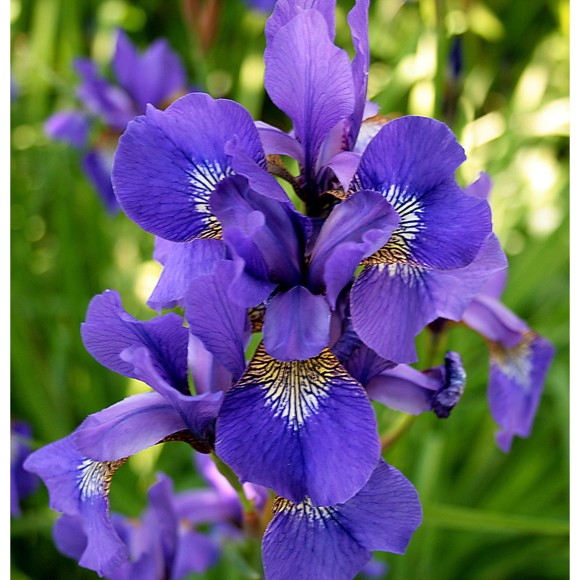 названия цветов растений. цветок на букву ю. различные цветы и их названия. цветы названия. цветы на букву ю названия и фото.