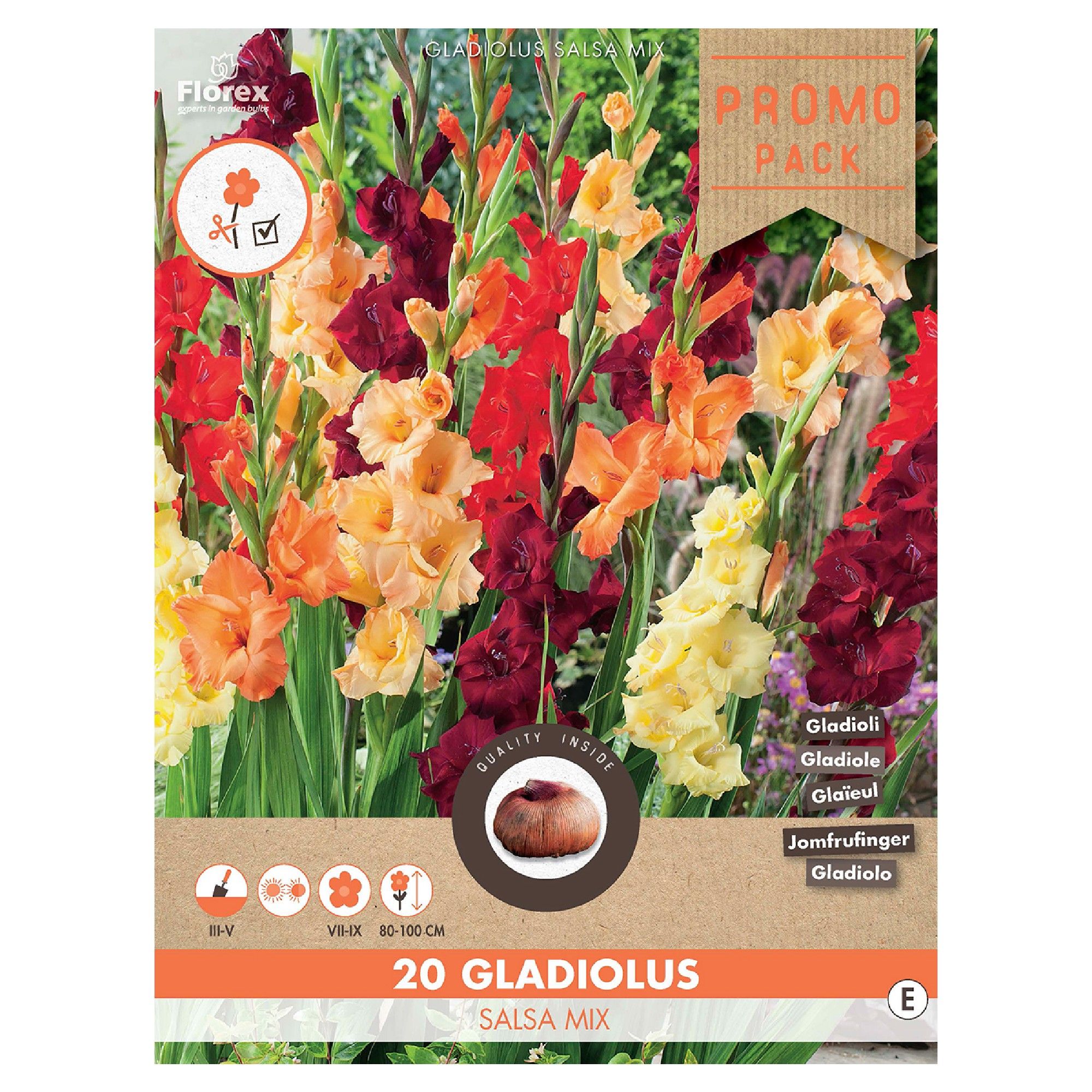 Bulbi gladiole GrandifloraSalsa mix culori (20 buc)