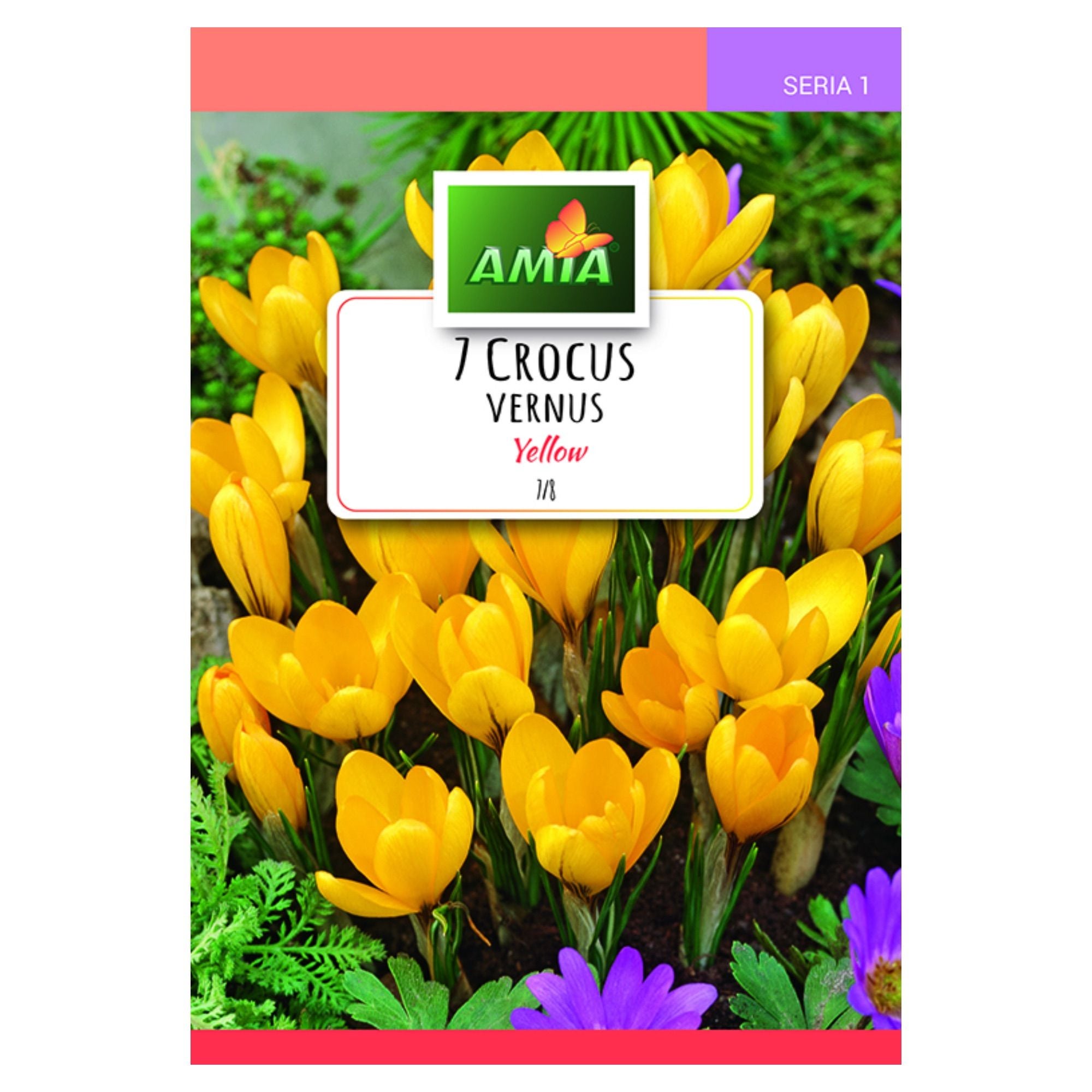 Bulbi Toamna Amia Seria 1