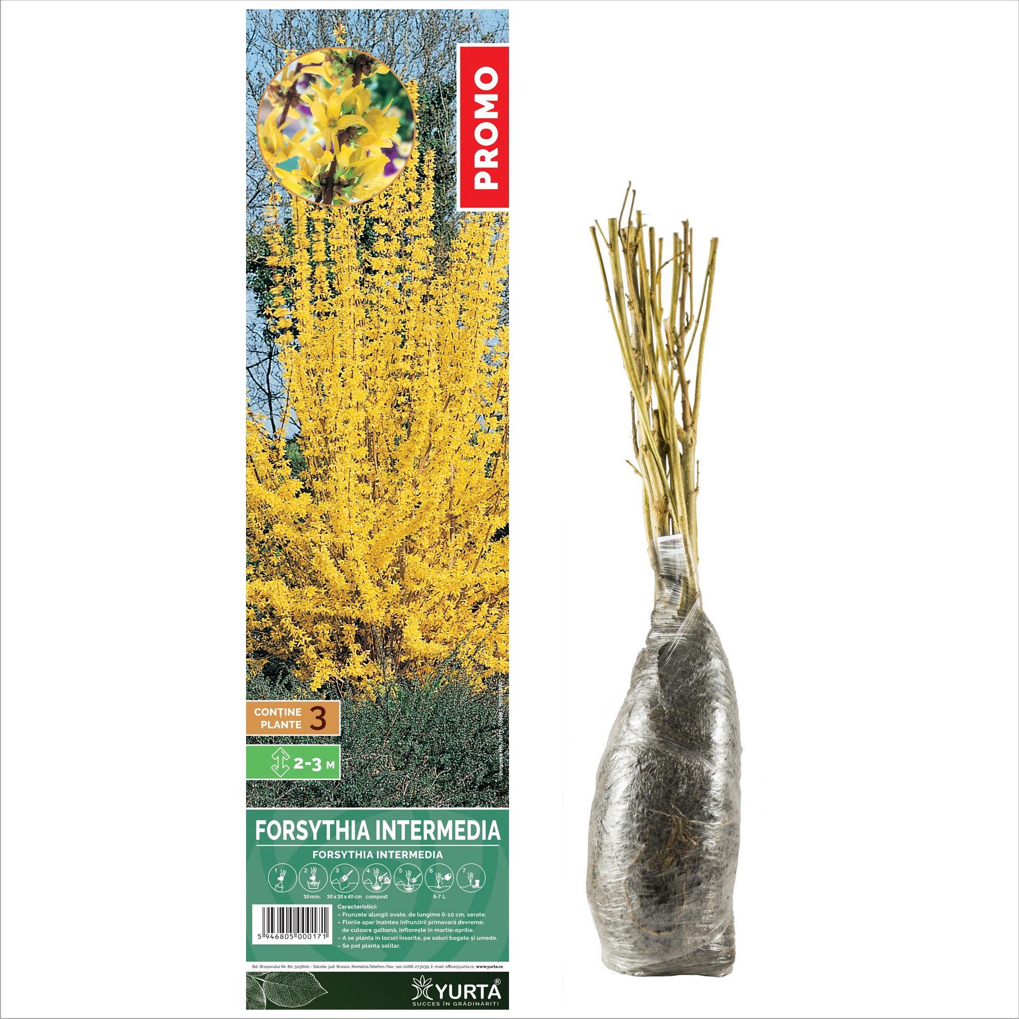 Arbusti Ornamentali Yurta Diverse Specii Culori
