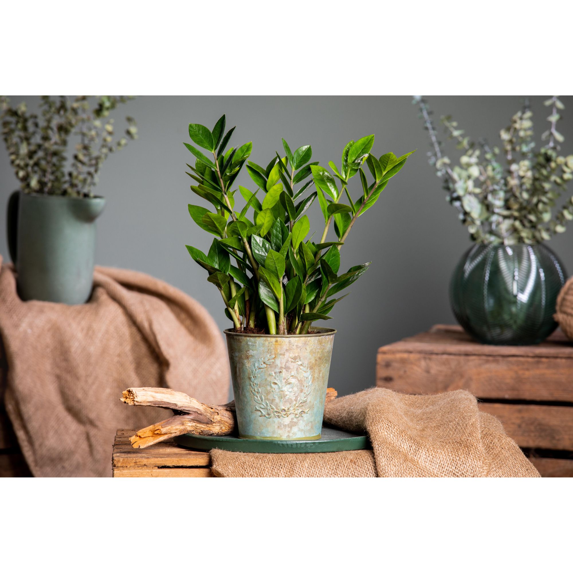 Produktbild von Glücksfeder, (Zamioculcas Zamiifolia), Zamie, Zamia Farn, Zamia Palme, Pflegeleichte