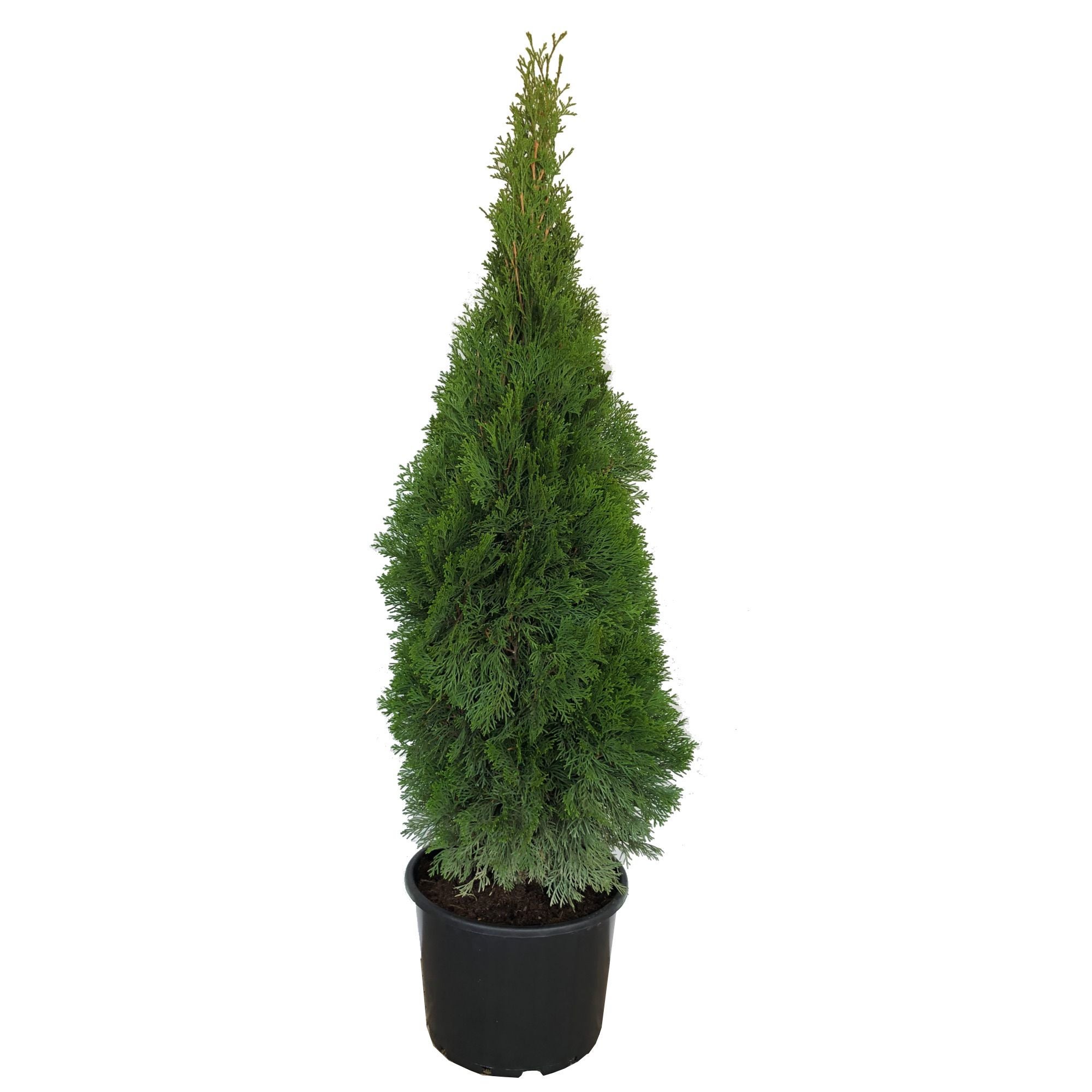 Thuja Smaragd 100 120 Cm