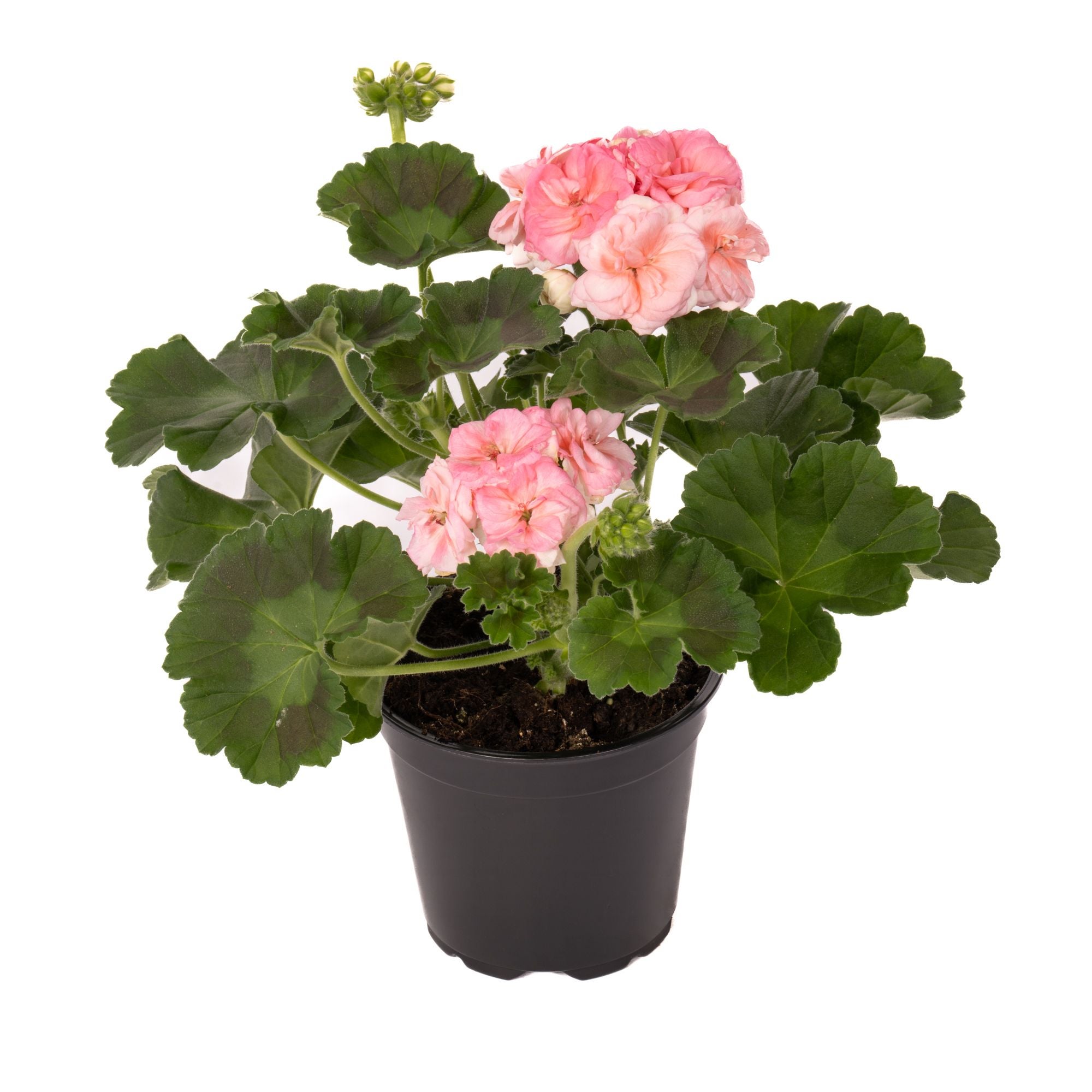 Planta Roz Planta de exterior cu flori Pelargonium Rosebud Astrid, H