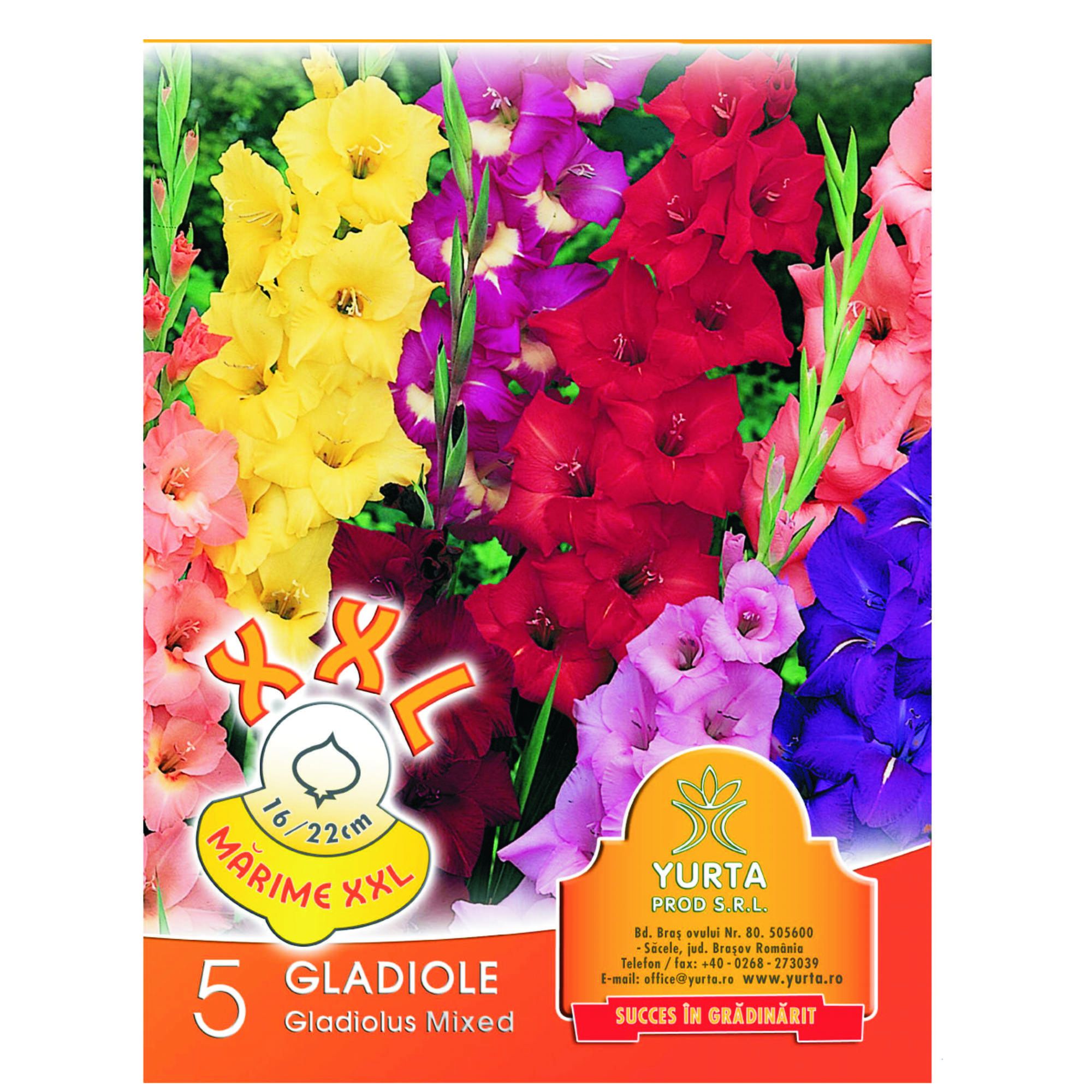 Bulbi Gladiole Pachet 5 Buc Xxl