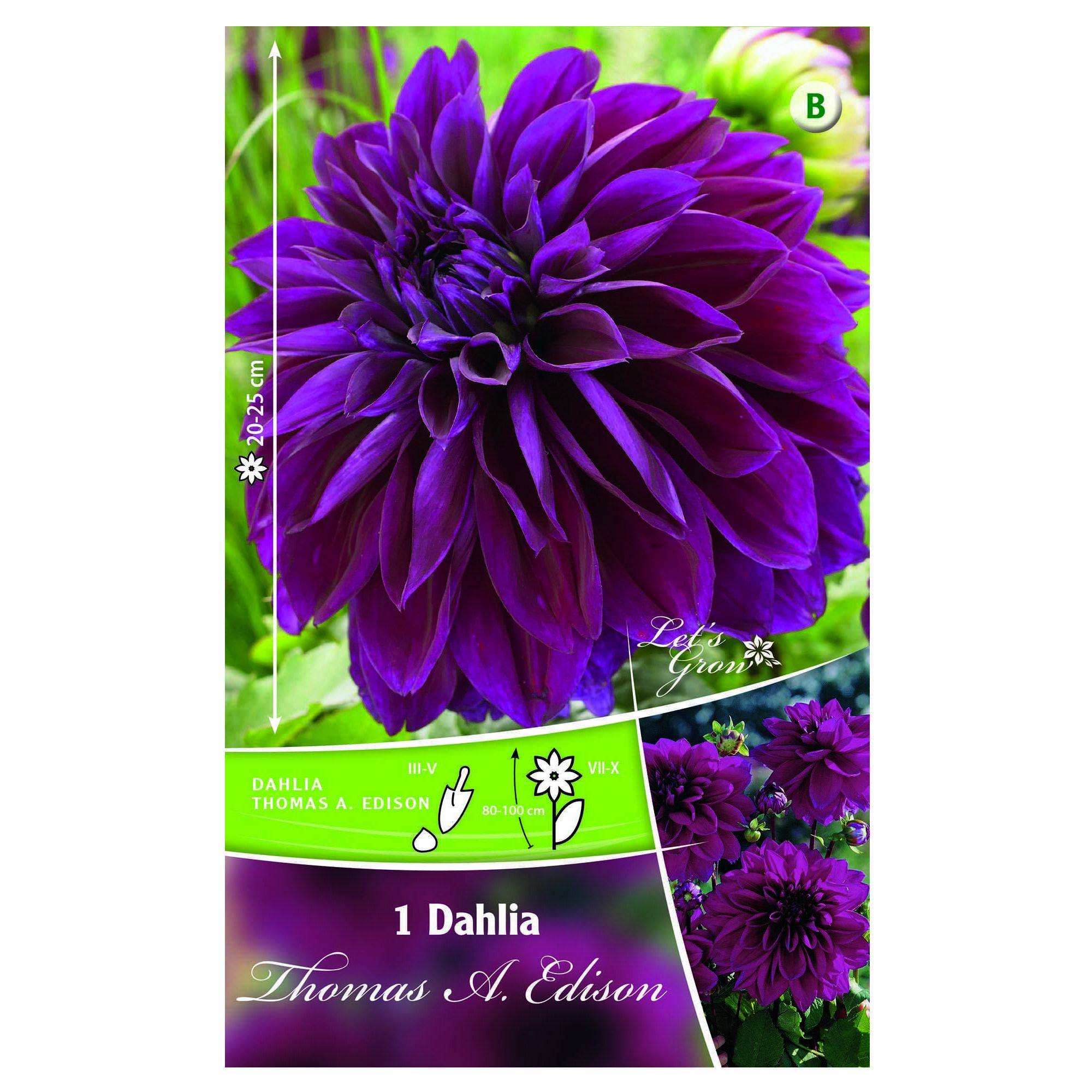 Bulbi Dalia Colectia Let S Grow Thomas Edison