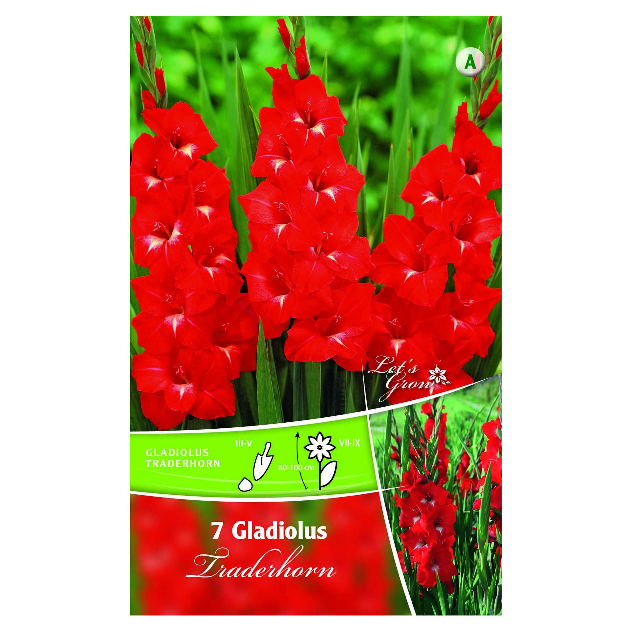 Bulbi Gladiole Colectia Let S Grow Traderhorn