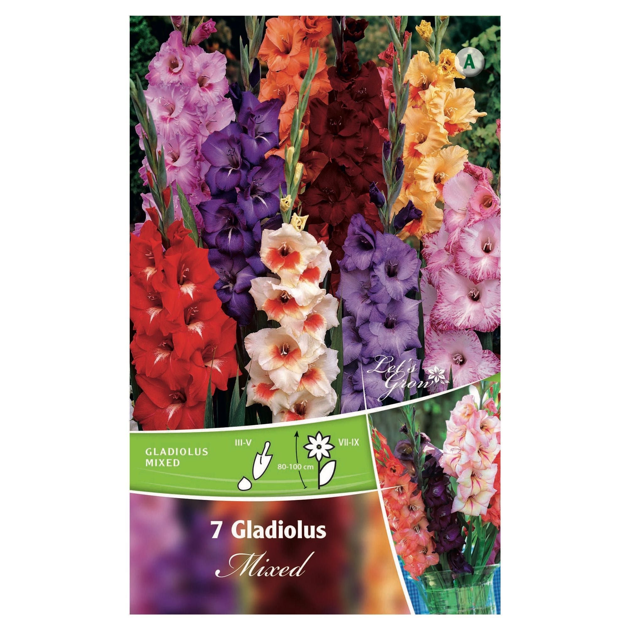 Bulbi gladiole Grandiflora Mixed, multicolore (7 buc)