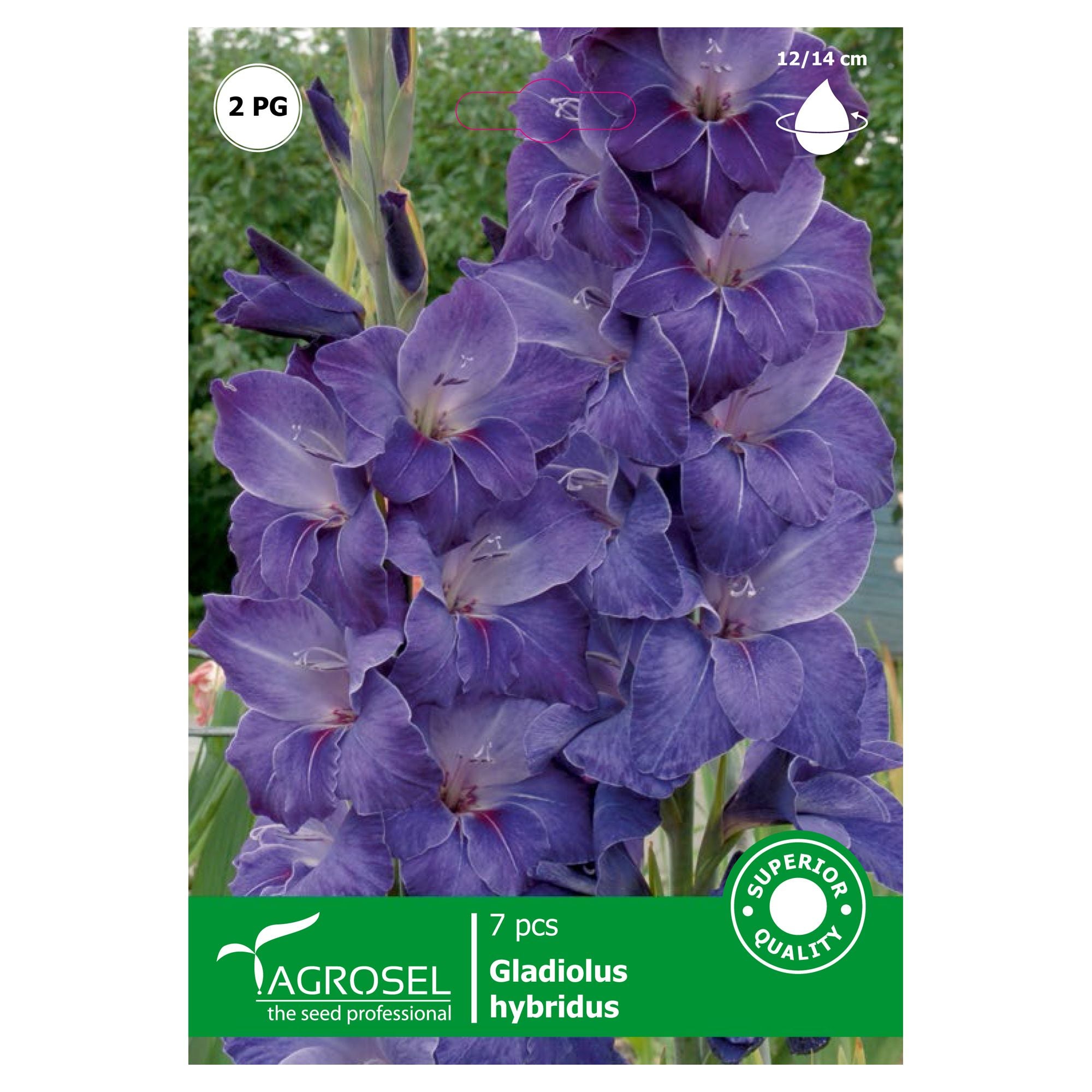 Bulbi Gladiole Mov Agrosel 7 Buc