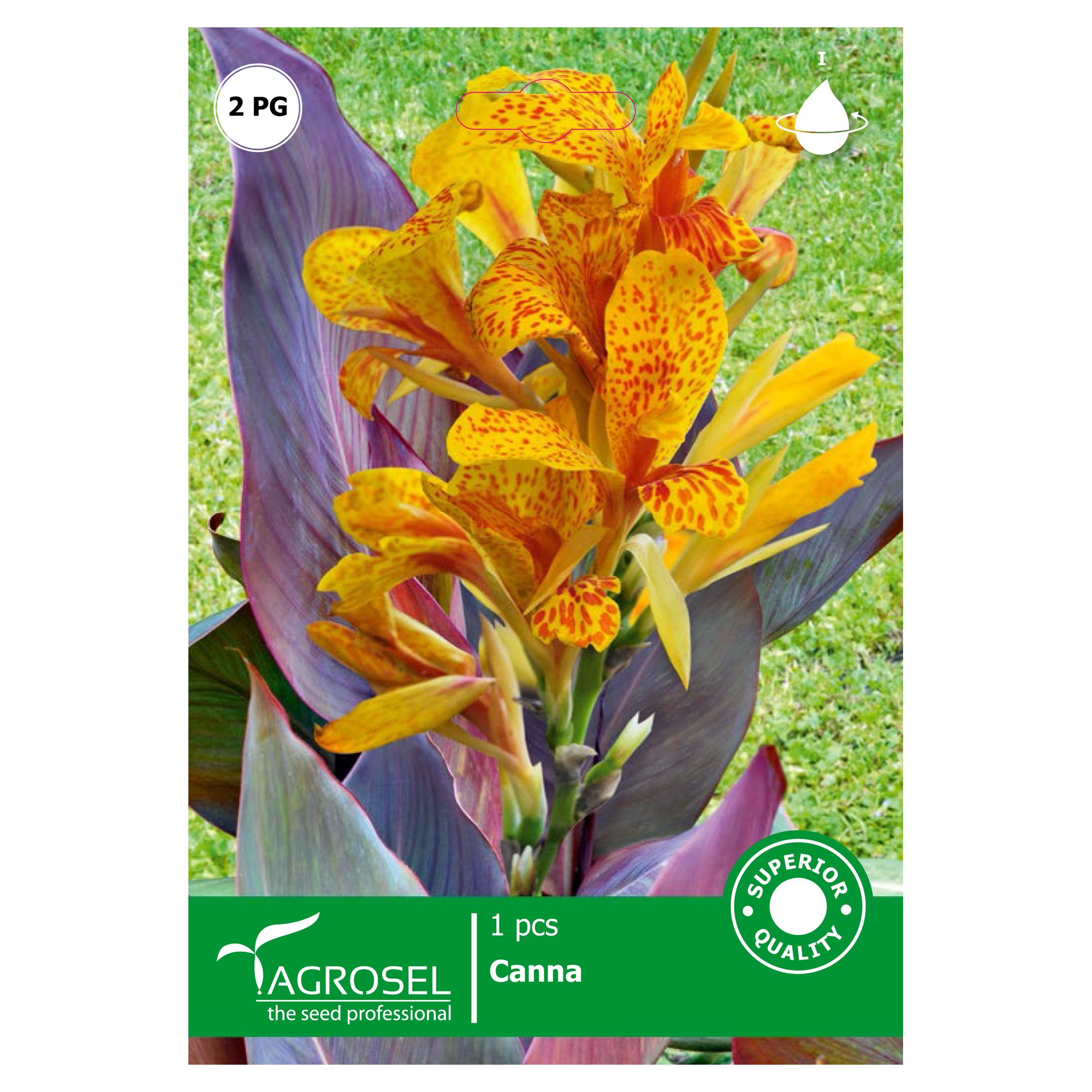 Bulbi Canna Bicolore Cleopatra Agrosel 1buc