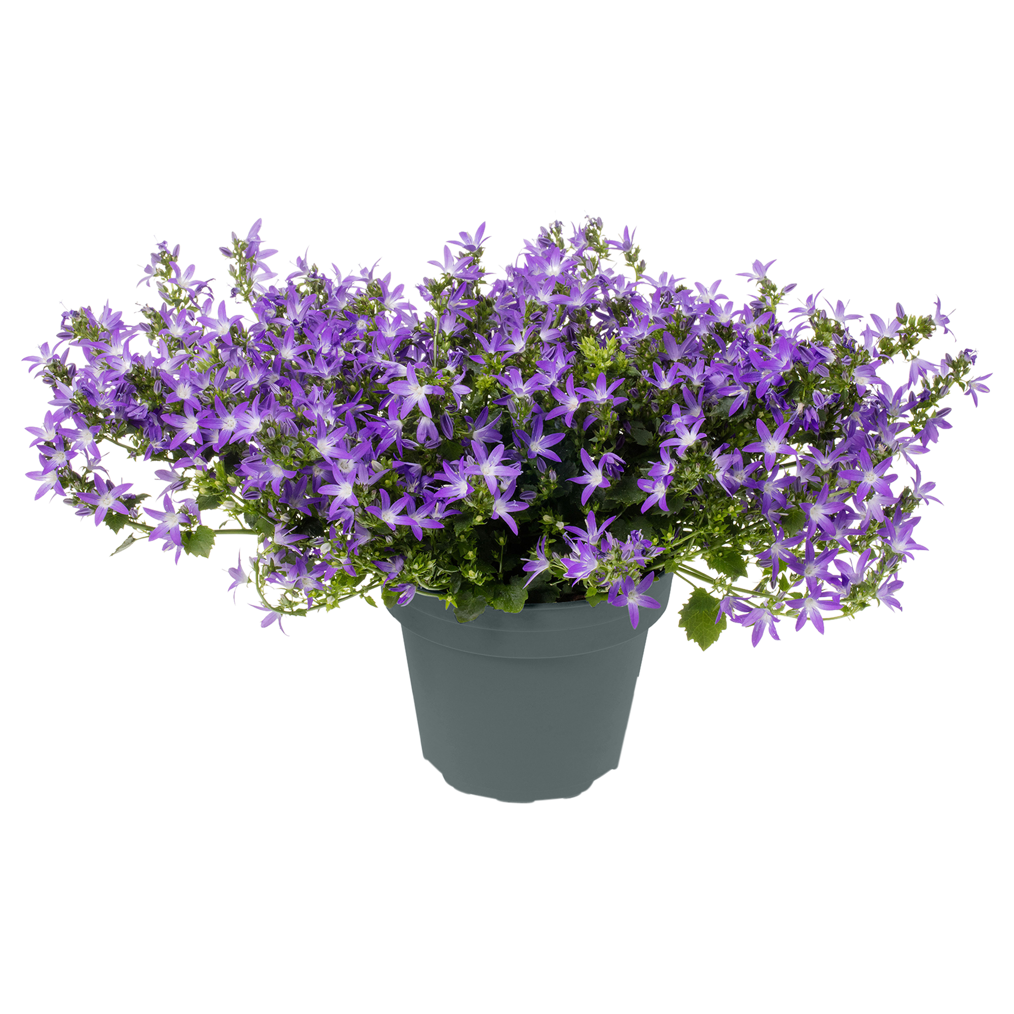 Campanula Adansa Mix Ghiveci O 14 Cm