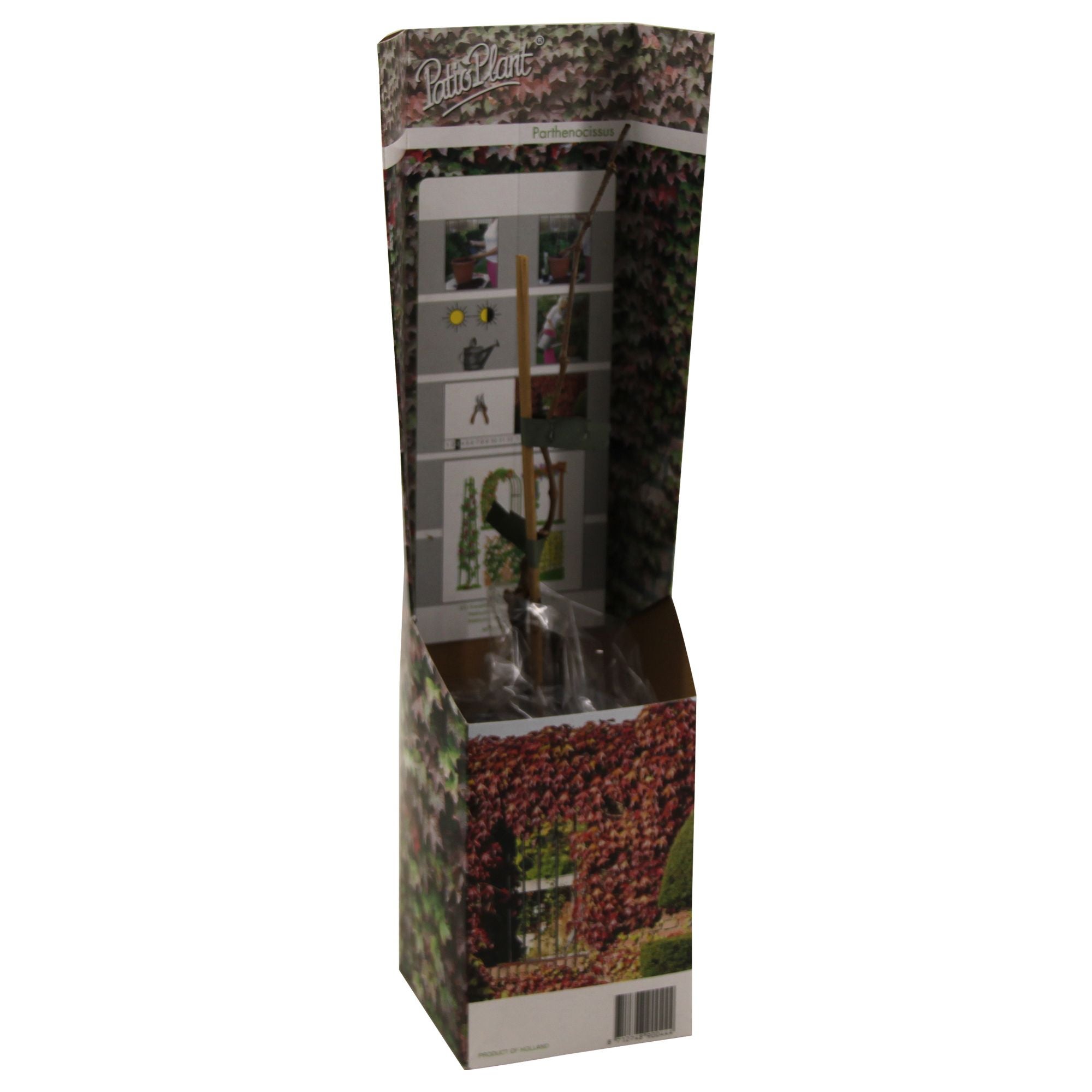Pergola Parthenoc 40 Cm