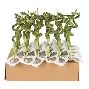 Bambus spirala, Lucky Bamboo Spiral, H 30 cm