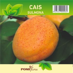 Pom fructifer cais Prunus Armeniaca, H 121-150 cm, portocaliu