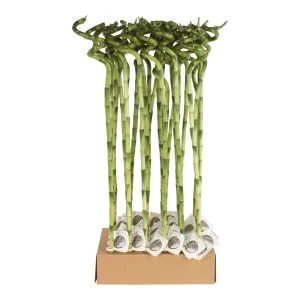 Bambus spirala, Lucky Bamboo, H 60 cm