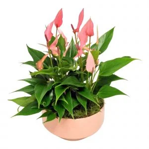 Planta cu flori, Anthurium, ghiveci ceramica, H 30 cm,  ghiveci 17 cm, rosu
