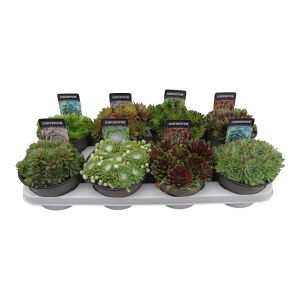 Planta verde Sempervivum, H 15 cm, Ø ghiveci 14 cm, diverse specii