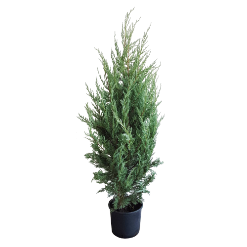 Conifer Decorativ Thuja Smaragd 5 L 80 Cm Crescut In Ghiveci