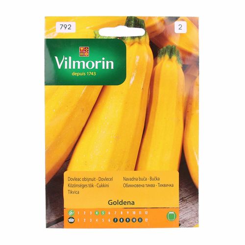 Seminte dovlecel Goldena Vilmorin