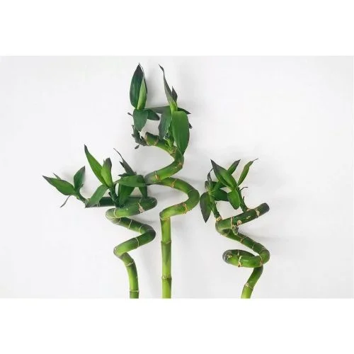 thermobecher to go bambus Natur Bamboo Thermobecher Bambusbecher main image 1
