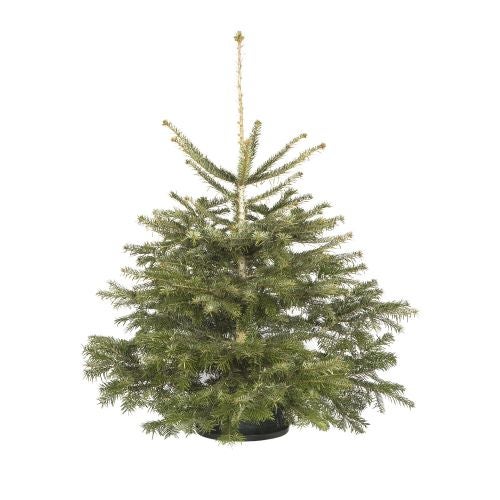 Brad 100 130 Cm Abies Nordmanniana