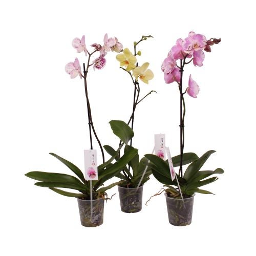 Plante Leroy Merlin