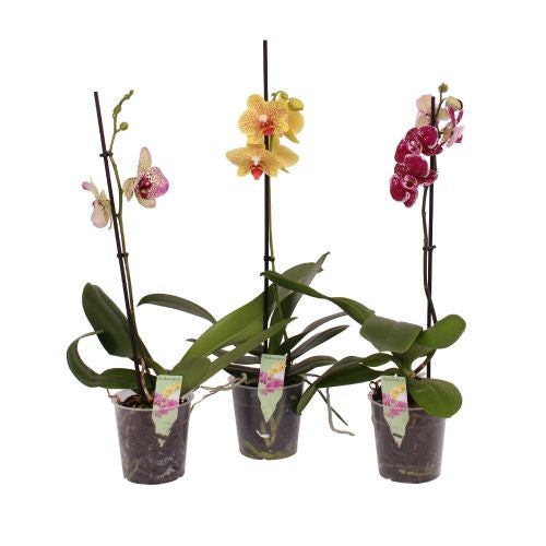 Guzmania Cupcake Mix H 50 Cm