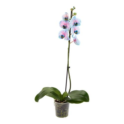 Guzmania Cupcake Mix H 50 Cm