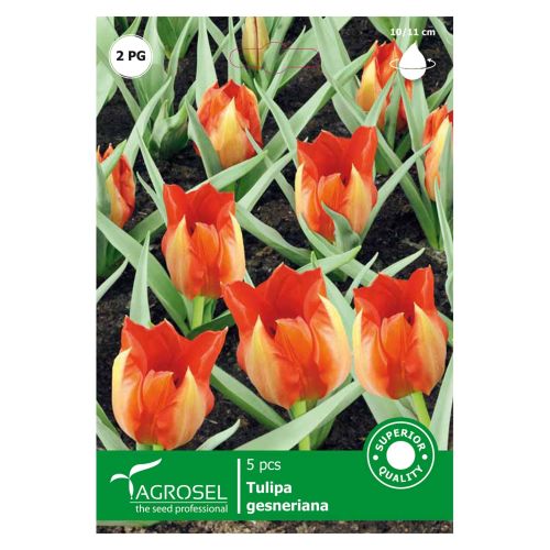 Bulbi lalea Tangerine 5 bucati