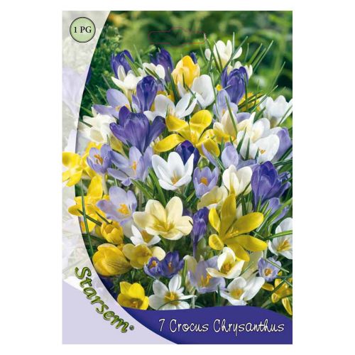 Bulbi brandusa botanica 7 bucata