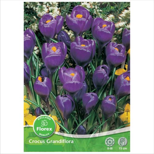 Bulbi brandusa albastre Grandiflora