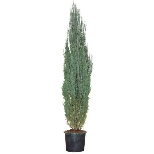 Arbori Si Arbusti Decorativi Leroy Merlin