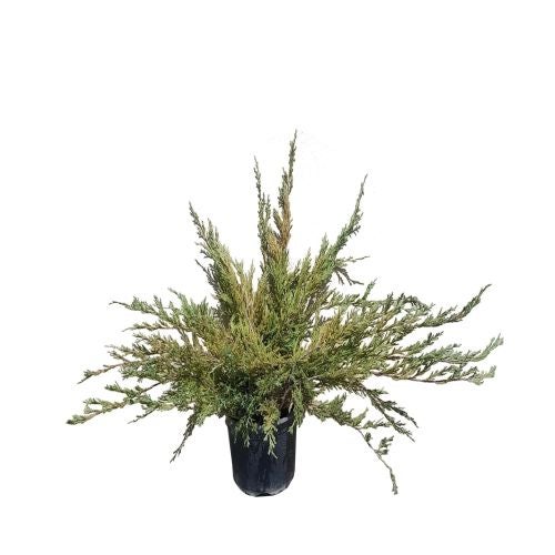 Conifere decorative diverse mix 2