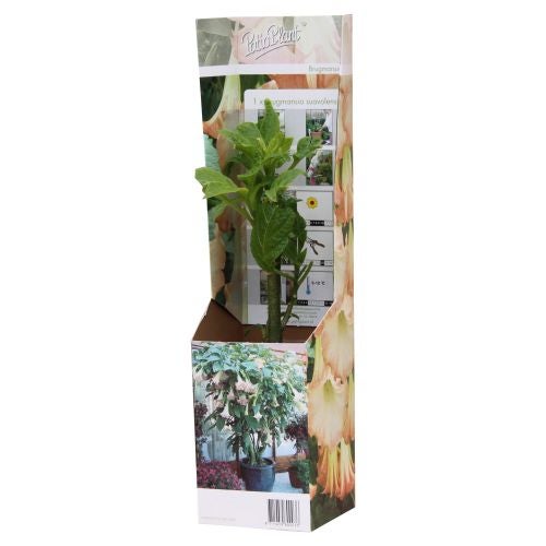 Brugmansia - trompeta ingerilor roz
