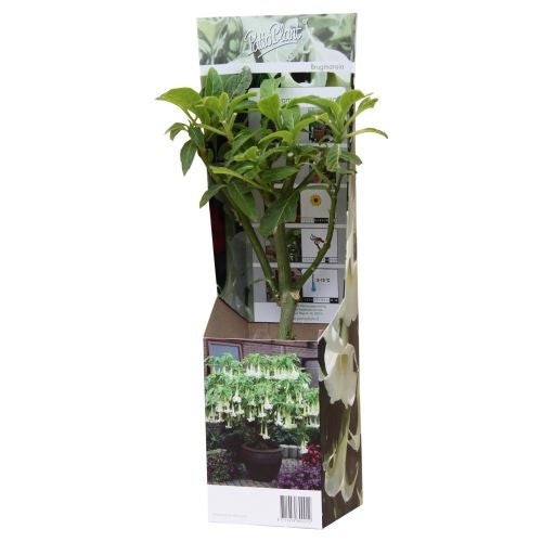 Brugmansia - trompeta ingerilor alba