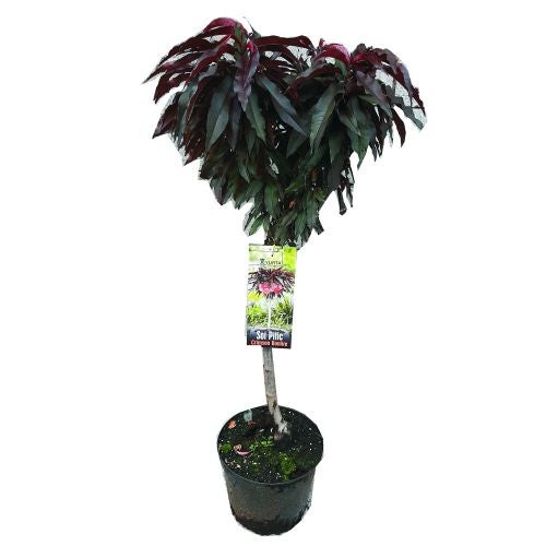 Pom Fructifer Mar Gala