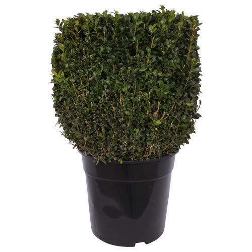 Arbori Si Arbusti Decorativi Leroy Merlin