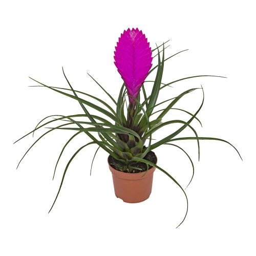 Plante Leroy Merlin